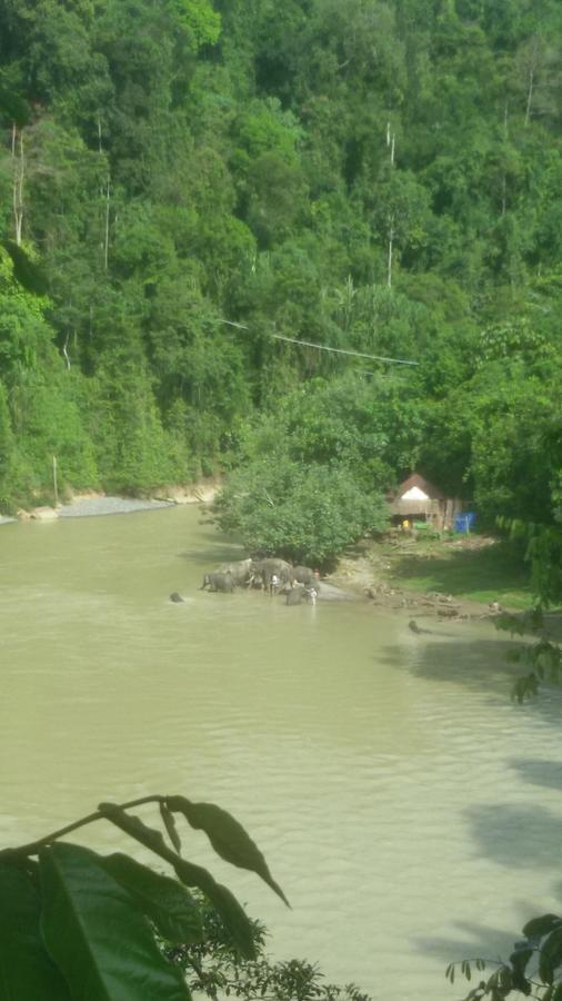 Green Lodge Tangkahan Εξωτερικό φωτογραφία
